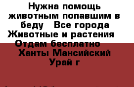 Нужна помощь животным попавшим в беду - Все города Животные и растения » Отдам бесплатно   . Ханты-Мансийский,Урай г.